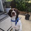 Jake