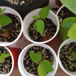 Plants And Trees For Sale