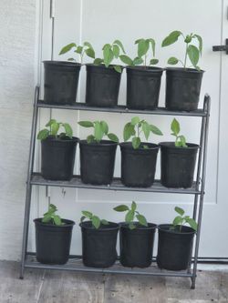 Jalapeño 🌶 Pepper 🌶 Plants
