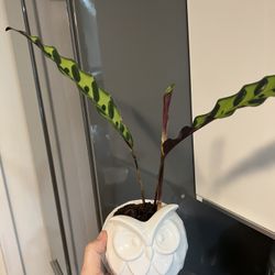 Houseplant Rattlesnakes Calathea In Ceramic Planter