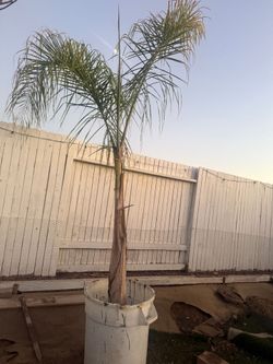 2 palms