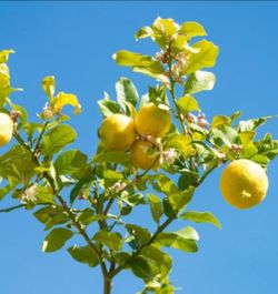 Lemon Trees