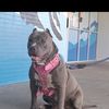 J&V . Kennels .Pits An Poms 