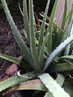Aloe plants for sale. Lots of babies to sell only 2 bucks each