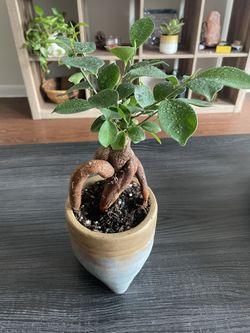 Bonsai Plant With Pot