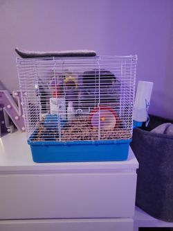 Hamster And Cage