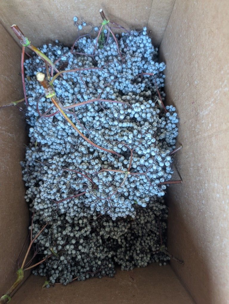 Local Organic Elderberries