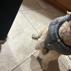 grey puffer jacket/2 doggy shirts