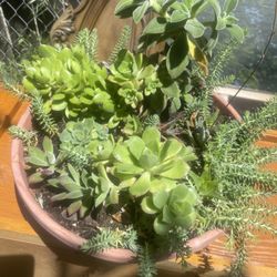 Suculent Plant For Garden