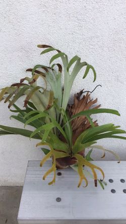 Staghorn Fern