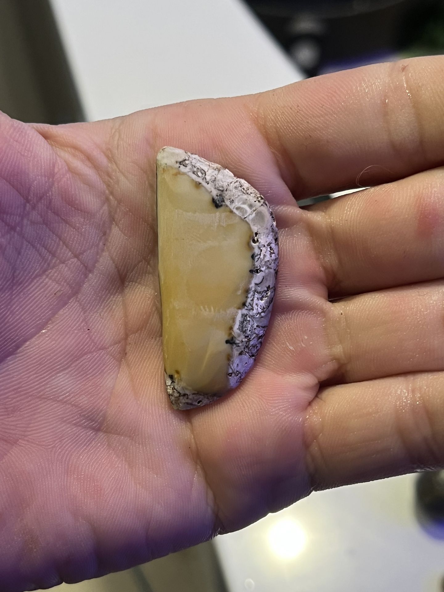 Cabochons Made From Various Minerals.