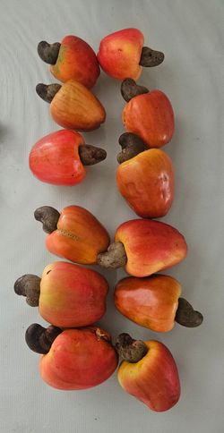 Cashews and cashew fruit are fresh. Total $30
