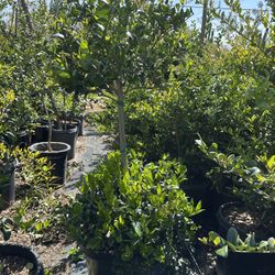 2 Tiers Waxleaf Privet Topiary Bonsai 