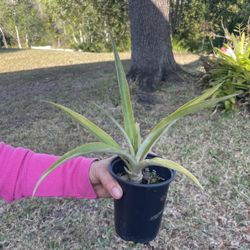 Small Pineapple Plant