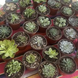 Succulents in 6 inch Pot