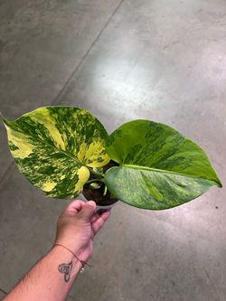 Monstera yellow Marilyn