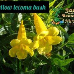 Yellow Tecoma Bush Plant 3gal 