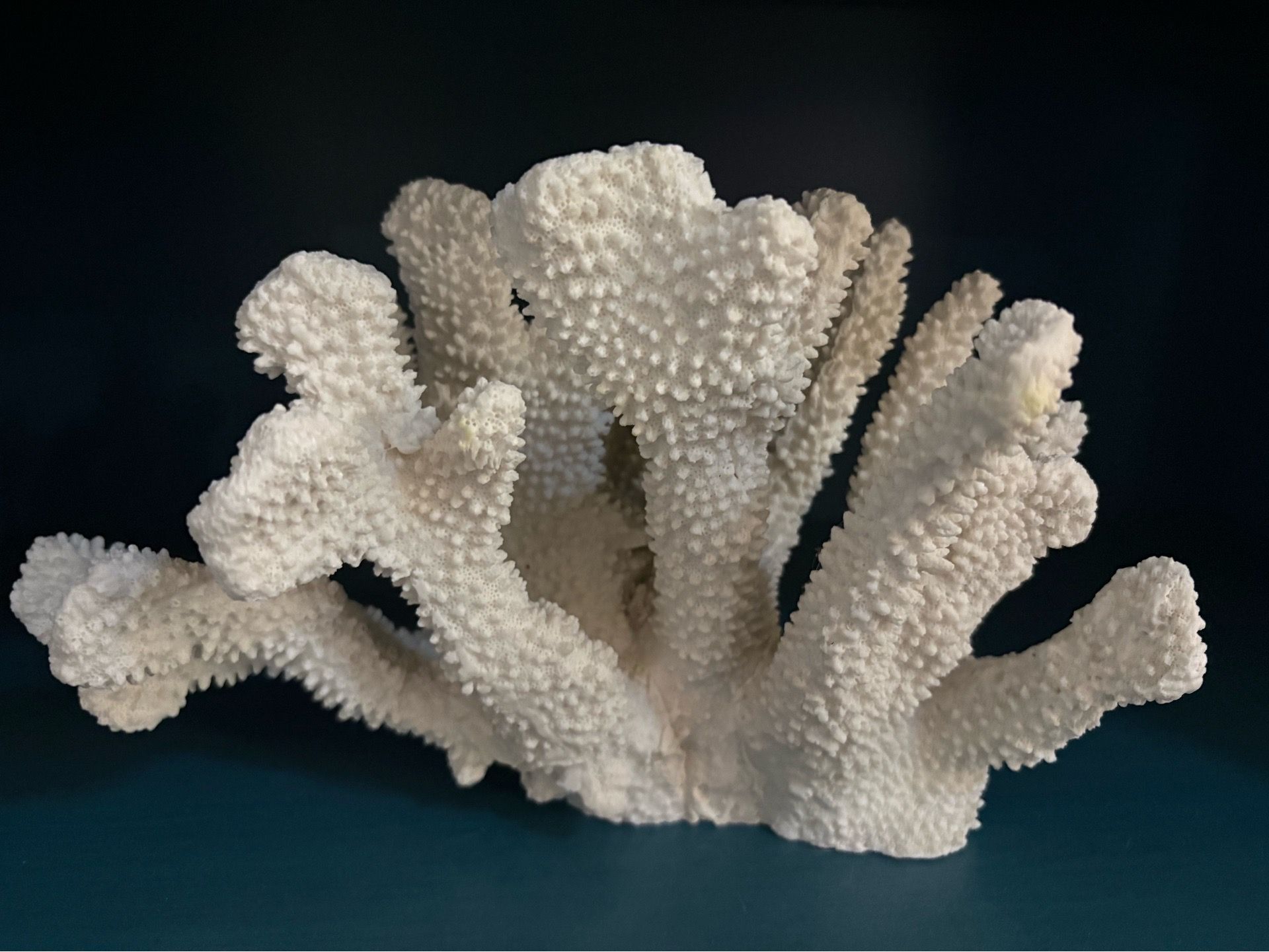 White coral sculpture 10”x7”