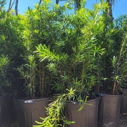 Podocarpus 7 Gall