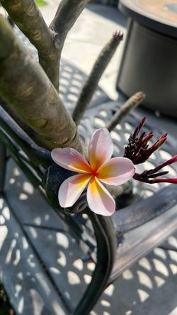 Plumeria Cutting Rooted Ready to Pot-Beautiful Flowers