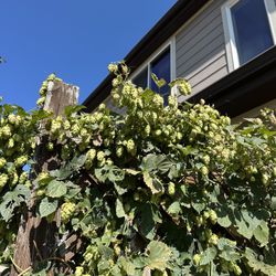 HOPS- Free Cascade And Mt. Hood Varietals For Harvesting