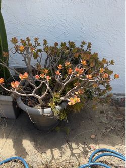 Plant
