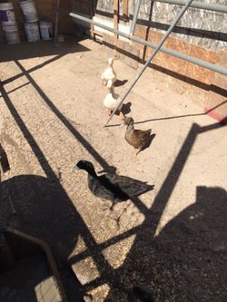 Duck Food