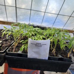 Hillbilly Heirloom Tomato Plants