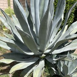 Hojas de maguey $3 por pieza