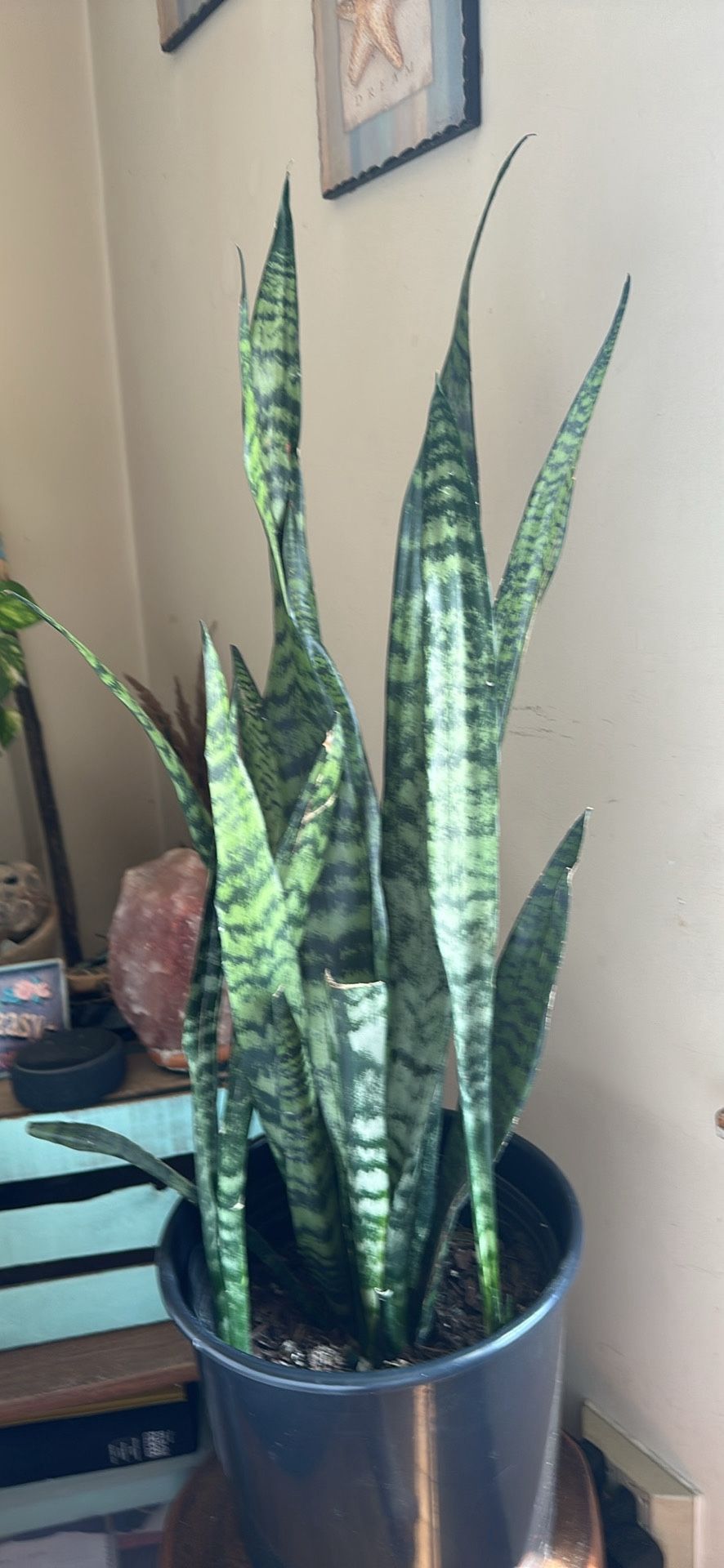 Snake Plant
