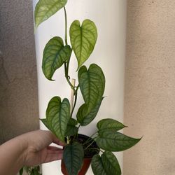 Monstera Siltipecana Plant 