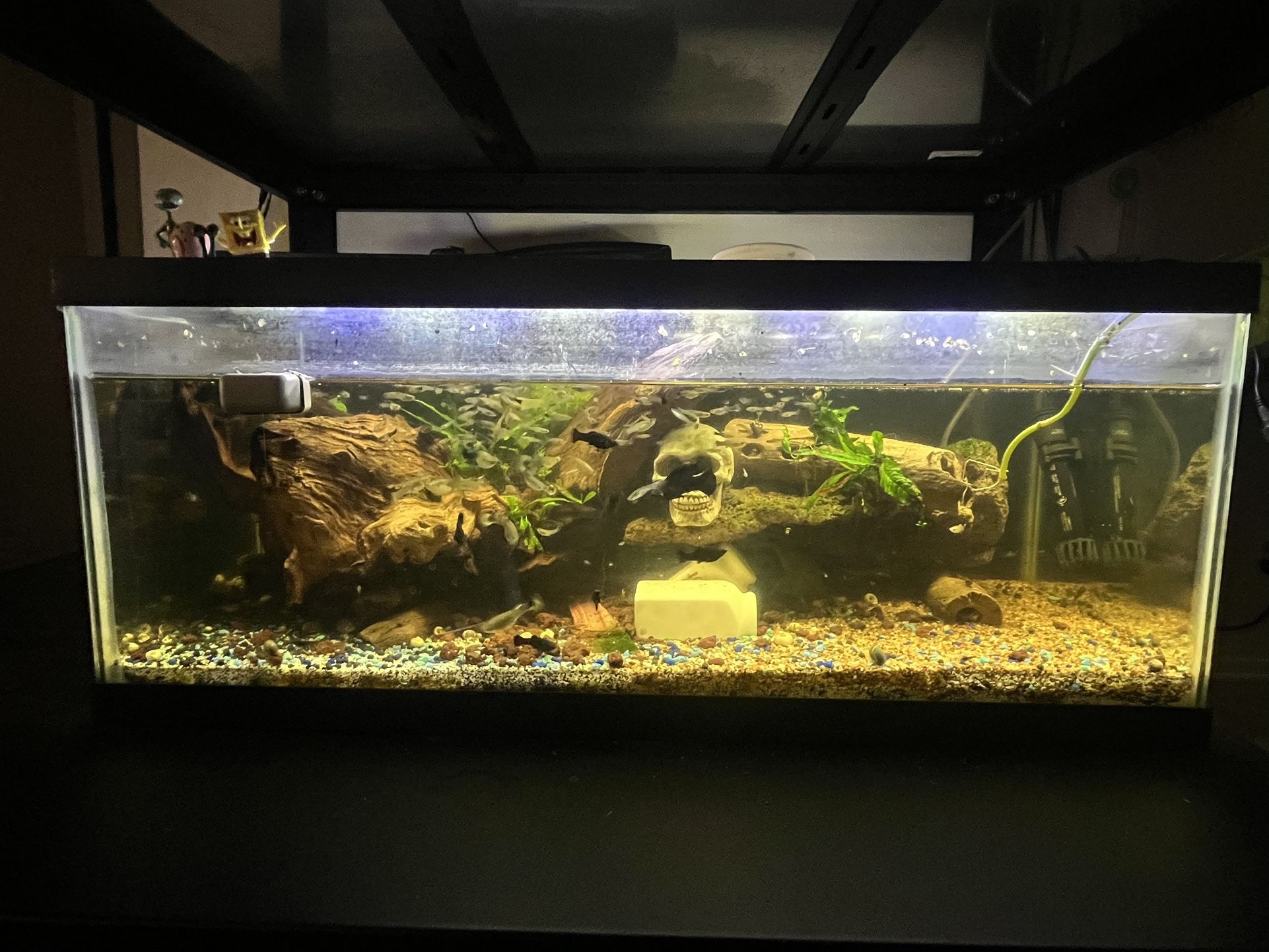 20 Aquarium