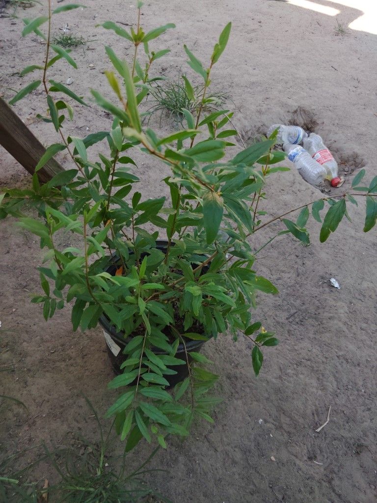 Pomegranate #2 / Granada #2