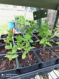 Bonitas plantas de menta y hierbabuena $1 Dlls