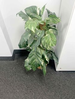 Plant