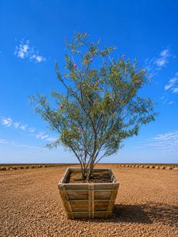 Desert Willow Tree- 48 Box