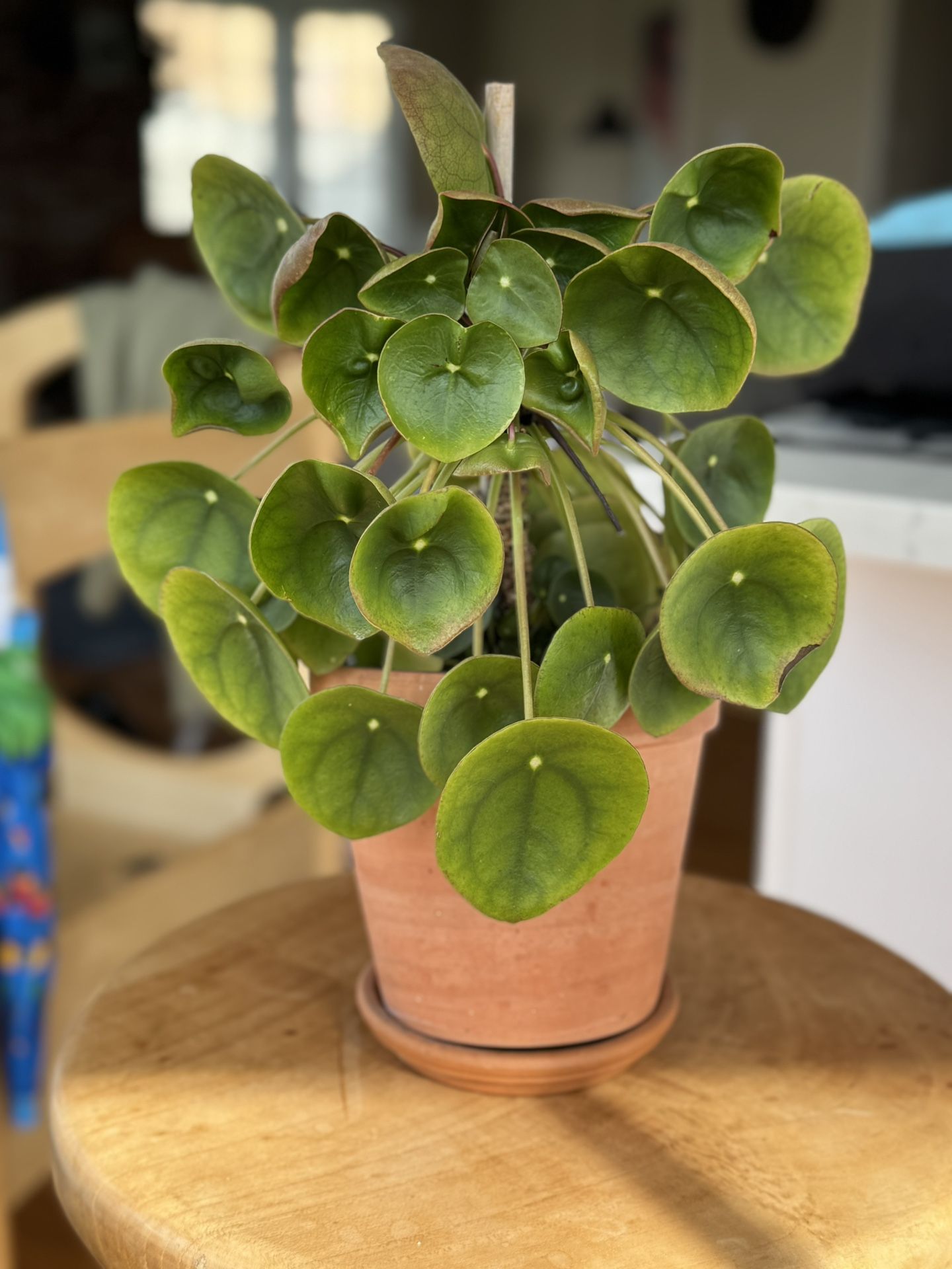 UFO Plant In Terra Cotta Pot
