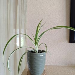 Healthy Beautiful Indoor Plant ( Spider)