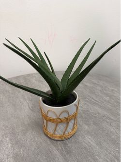 Aloe Vera fake plant