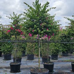 bugambilias over 8 feet tall Instant  privacy  Hedge  for fence 