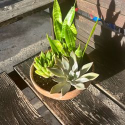 Terra Cota Succulent Arrangement 