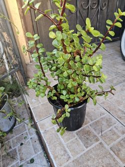 Jade Plant