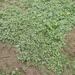 Tomatillo Plants Free