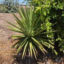 Plants