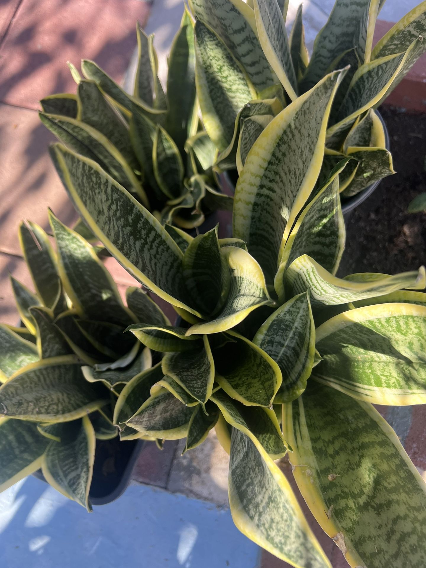 Snake Plants