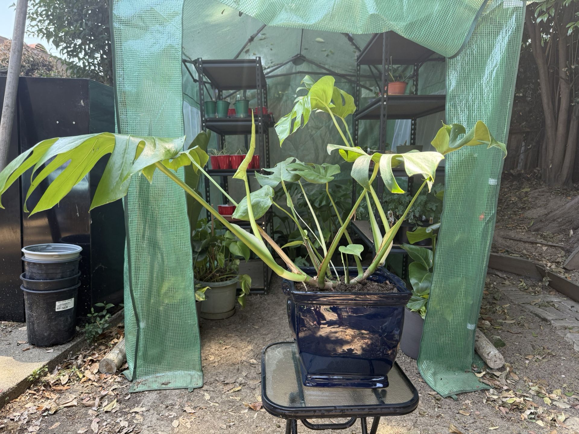 Various Types Of House Plants