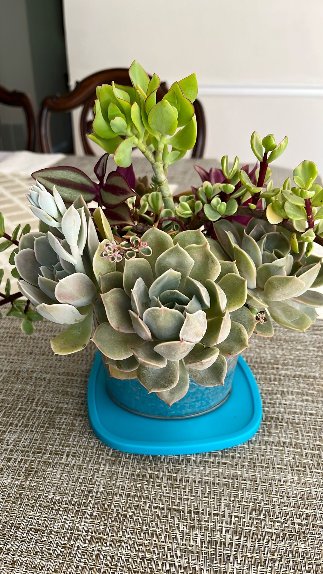 Succulent Arrangement