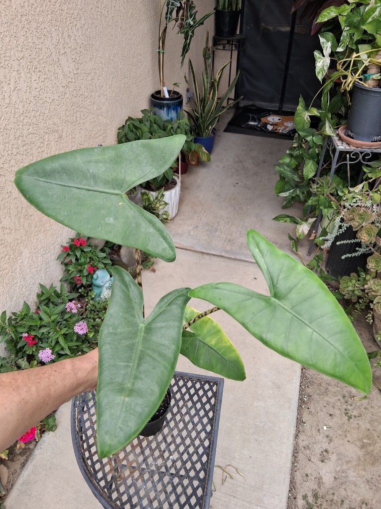 Alocasia ZEBRINA Plant $25