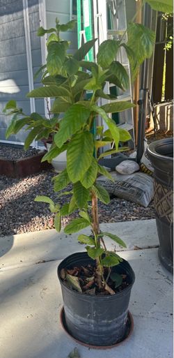 3 ft tall pink guava tree the big ones..$40.00 firm