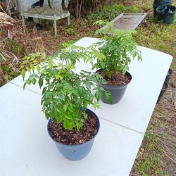 CHINA DOLL (Radermachera sinica)